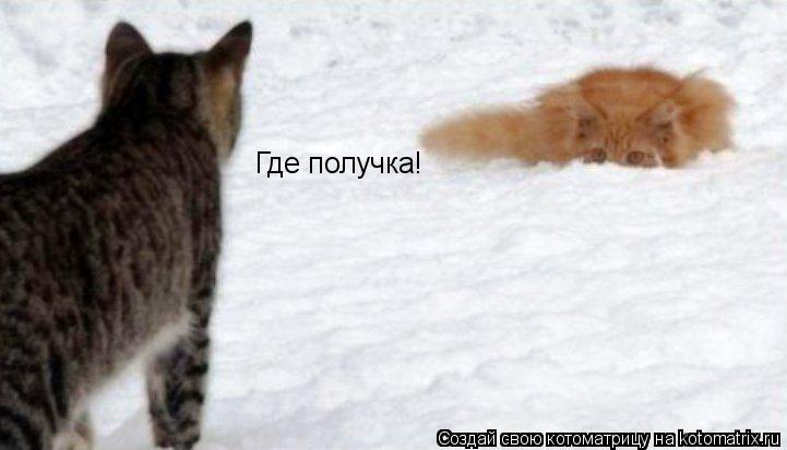 Котоматрица: Где получка!