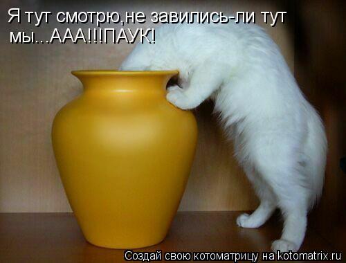 Котоматрица: Я тут смотрю,не завились-ли тут  мы...ААА!!!ПАУК!