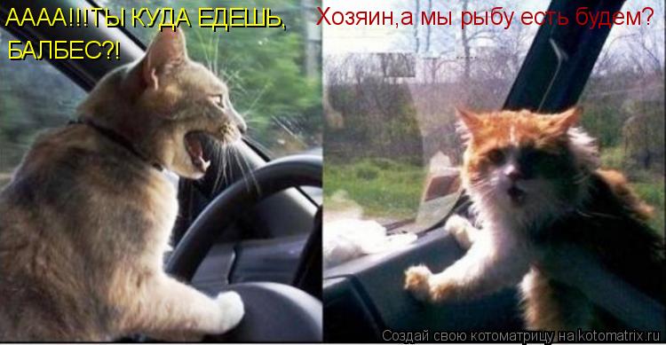 АААА!!!ТЫ КУДА ЕДЕШЬ, БАЛБЕС?! Хозяин,а мы рыбу есть будем?... Котоматрица: АААА!!!ТЫ КУДА ЕДЕШЬ, БАЛБЕС?! Хозяин,а мы рыбу есть будем?