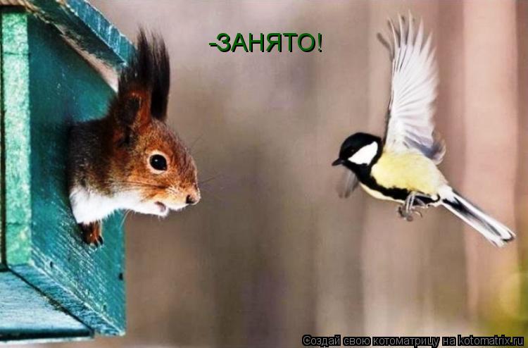 -ЗАНЯТО!... Котоматрица: -ЗАНЯТО!