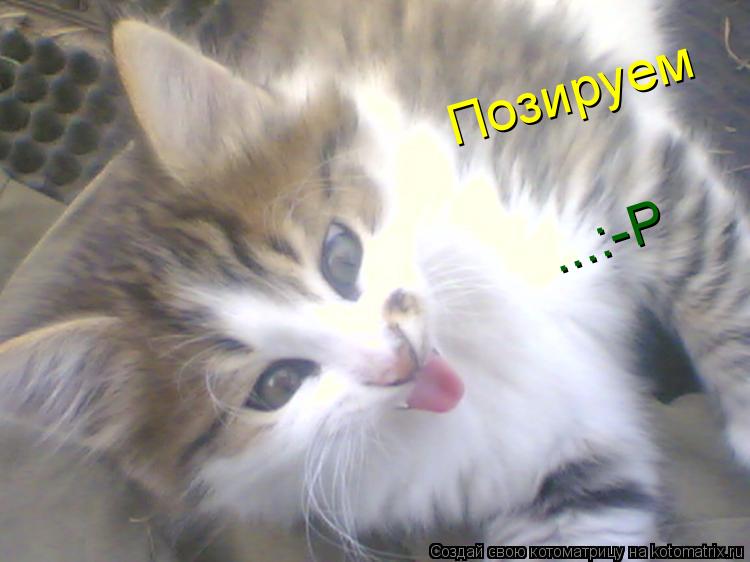 ...:-Р Позируем... Котоматрица: ...:-Р Позируем