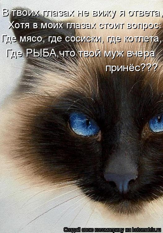 Котоматрица: В твоих глазах не вижу я ответа,  Хотя в моих глазах стоит вопрос: Где мясо, где сосиски, где котлета, Где РЫБА,что твой муж вчера принёс???