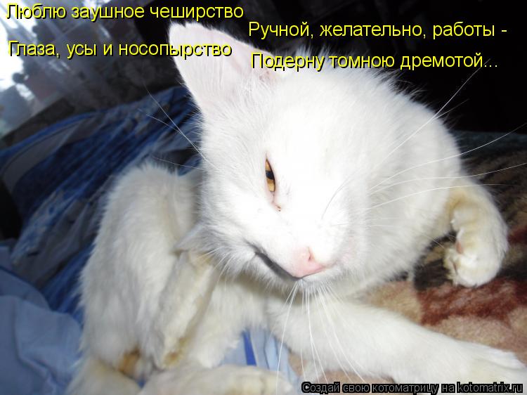 Люблю заушное чеширство Ручной, желательно, работы - Глаза, усы и носопырство Подерну томною дремотой... Котоматрица: Люблю заушное чеширство Ручной, желательно, работы - Глаза, усы и носопырство Подерну томною дремотой...