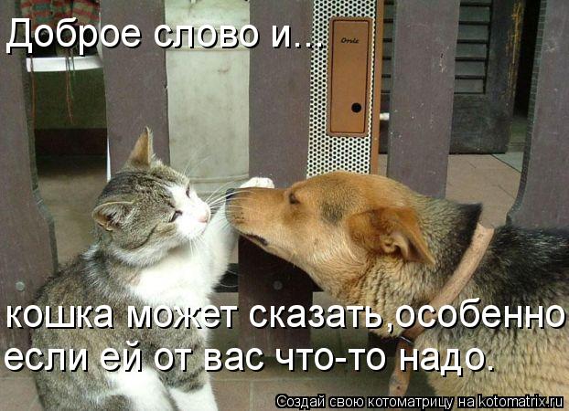 Доброе слово и... кошка может сказать,особенно, если ей от вас что-то надо.... Котоматрица: Доброе слово и... кошка может сказать,особенно, если ей от вас что-то надо.