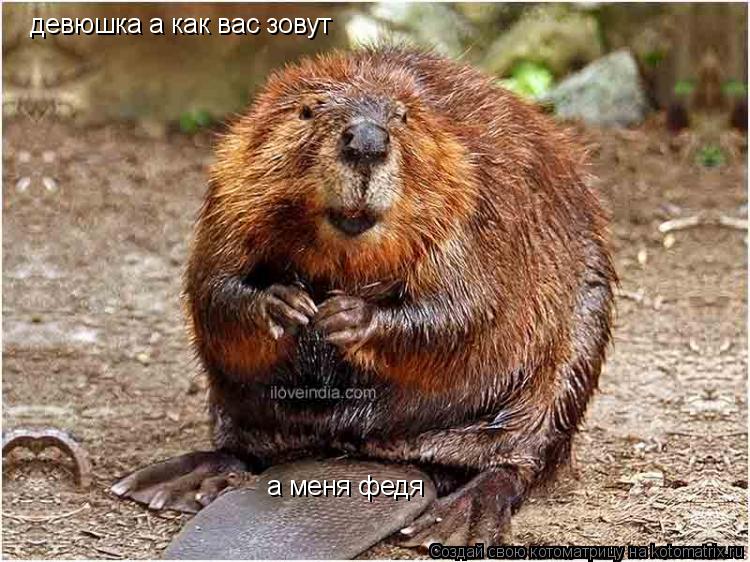 девюшка а как вас зовут а меня федя... Котоматрица: девюшка а как вас зовут а меня федя