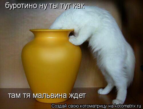буротино ну ты тут как там тя мальвина ждет... Котоматрица: буротино ну ты тут как там тя мальвина ждет