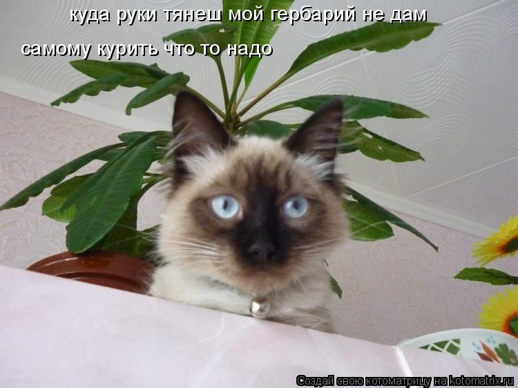 Котоматрица: куда руки тянеш мой гербарий не дам самому курить что то надо