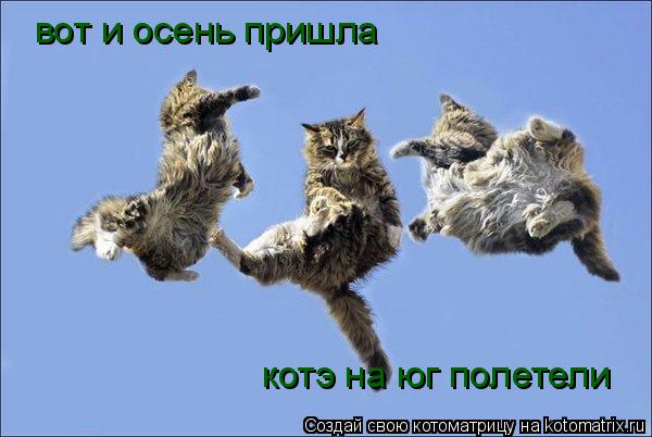 Котоматрица: вот и осень пришла котэ на юг полетели