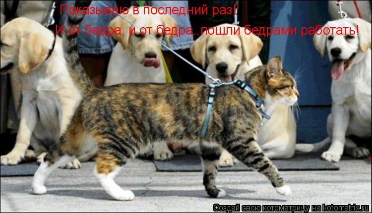 Котоматрица: Показываю в последний раз! И от бедра, и от бедра..пошли бедрами работать!