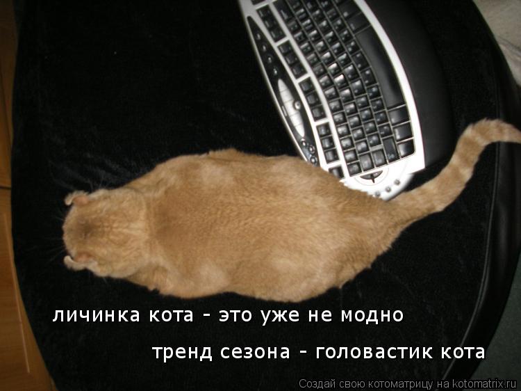 Котоматрица: тренд сезона - головастик кота личинка кота - это уже не модно тренд сезона - головастик кота