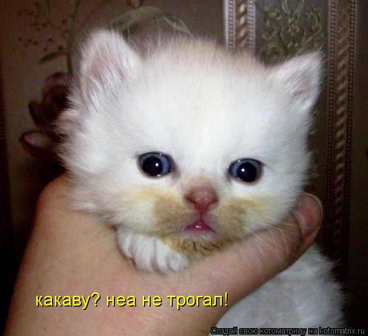 Котоматрица: какаву? неа не трогал!