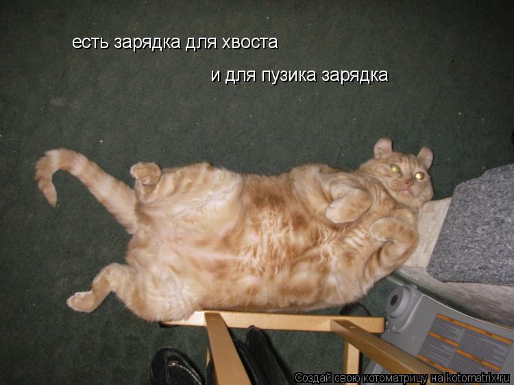 Котоматрица: есть зарядка для хвоста и для пузика зарядка