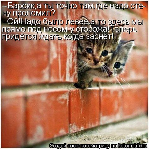Котоматрица: --Барсик,а ты точно там,где надо,сте- ну проломил? --Ой!Надо было левее,а то здесь мы прямо под носом у сторожа!Теперь придётся ждать,когда засн