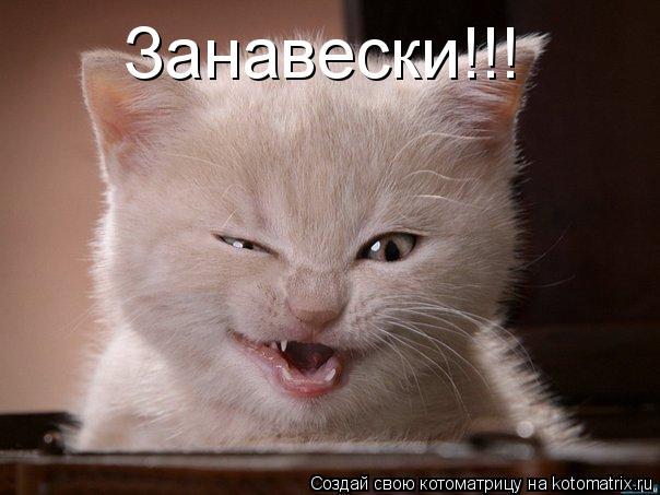 Занавески!!!... Котоматрица: Занавески!!!