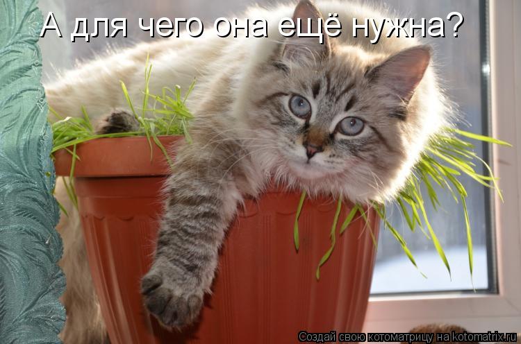 А для чего она ещё нужна?... Котоматрица: А для чего она ещё нужна?