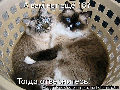 А вам нет ещё 18? Тогда отвернитесь!... Котоматрица: А вам нет ещё 18? Тогда отвернитесь!
