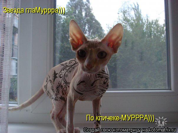 Звезда глаМуррра))) По кличеке-МУРРРА)))... Котоматрица: Звезда глаМуррра))) По кличеке-МУРРРА)))