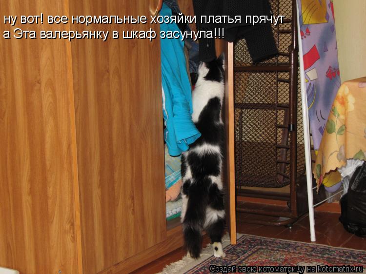 ну вот! все нормальные хозяйки платья прячут а Эта валерьянку в шкаф засунула!!!... Котоматрица: ну вот! все нормальные хозяйки платья прячут а Эта валерьянку в шкаф засунула!!!