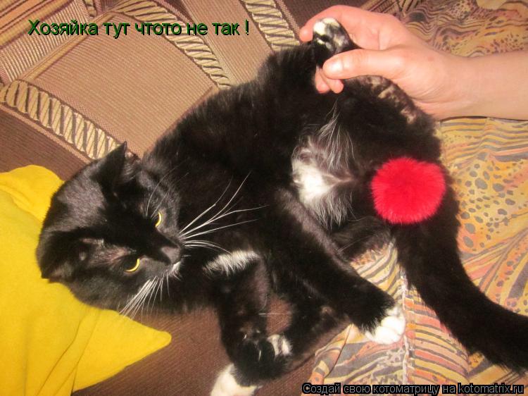 Хозяйка тут чтото не так !... Котоматрица: Хозяйка тут чтото не так !