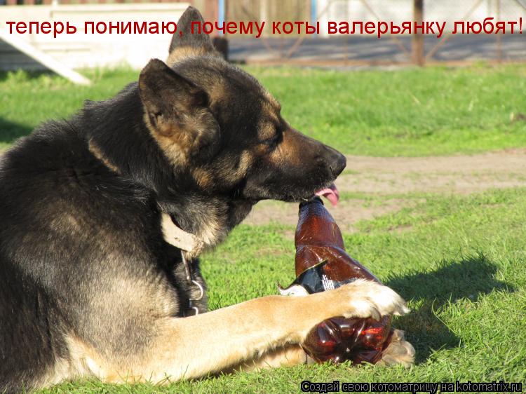 теперь понимаю, почему коты валерьянку любят!... Котоматрица: теперь понимаю, почему коты валерьянку любят!