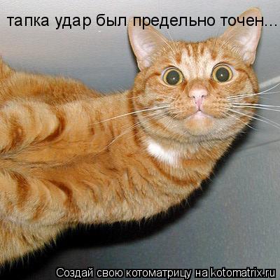 Котоматрица: тапка удар был предельно точен...