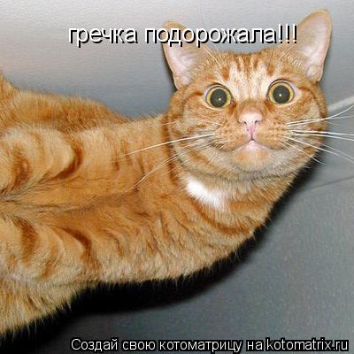 Котоматрица: гречка подорожала!!!