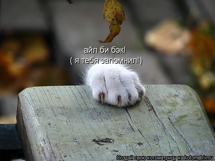 Котоматрица: айл би бэк! айл би бэк! ( я тебя запомнил! ( я тебя запомнил!)