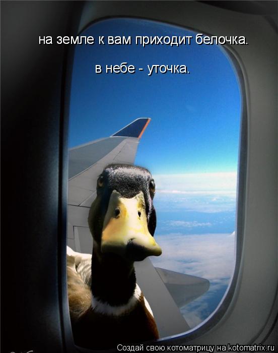 на земле к вам приходит белочка. на земле к вам приходит белочка. в небе - уточка.... Котоматрица: на земле к вам приходит белочка. на земле к вам приходит белочка. в небе - уточка.