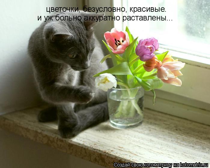 Котоматрица: цветочки, безусловно, красивые. и уж больно аккуратно раставлены...