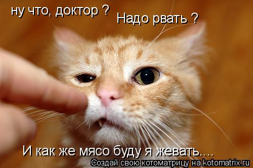Котоматрица: ну что, доктор ? Надо рвать ? И как же мясо буду я жевать....