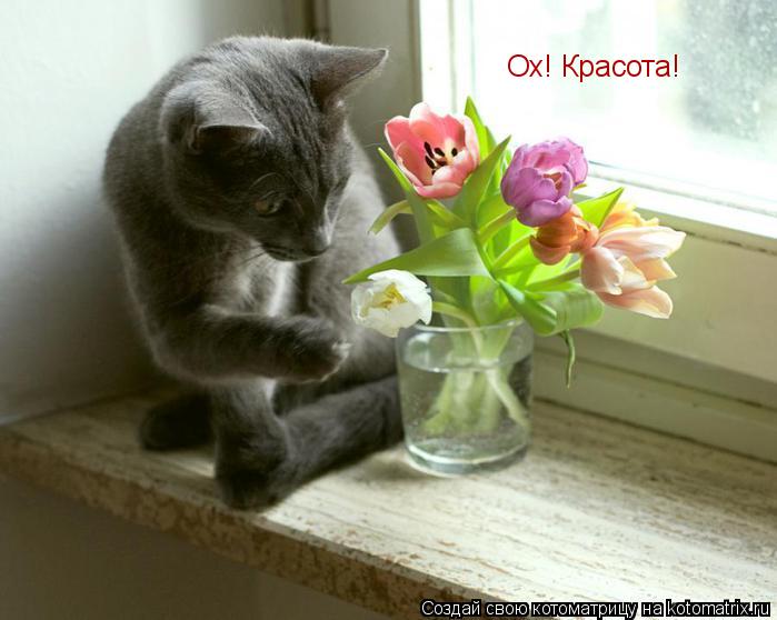 Котоматрица: Ох! Красота!
