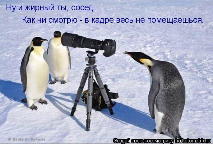 Котоматрица: Ну и жирный ты, сосед. Как ни смотрю - в кадре весь не помещаешься.