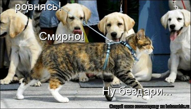 ровнясь! Смирно! Ну бездари...... Котоматрица: ровнясь! Смирно! Ну бездари...