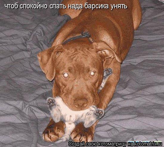 чтоб спокойно спать нада барсика унять... Котоматрица: чтоб спокойно спать нада барсика унять
