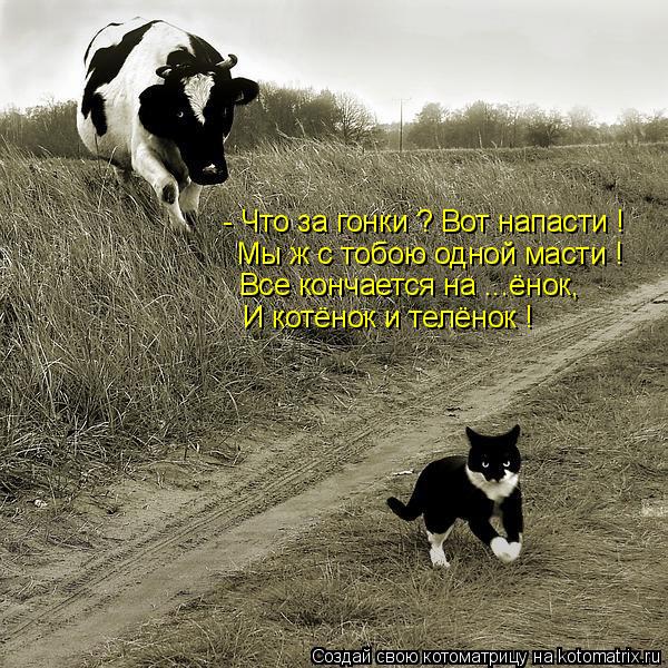 Котоматрица: - Что за гонки ? Вот напасти ! Мы ж с тобою одной масти ! Все кончается на ...ёнок, И котёнок и телёнок !