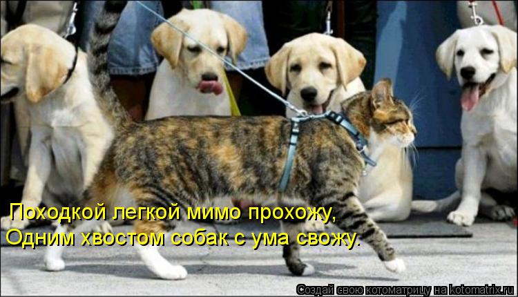Котоматрица: Походкой легкой мимо прохожу, Одним хвостом собак с ума свожу.