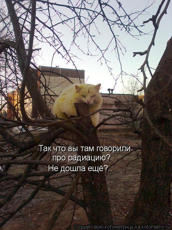 Так что вы там говорили про радиацию? Не дошла ещё?..... Котоматрица: Так что вы там говорили про радиацию? Не дошла ещё?..