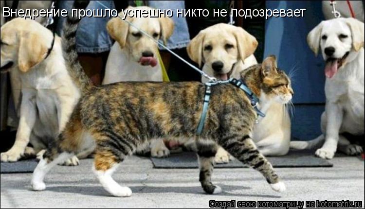 Внедрение прошло успешно никто не подозревает... Котоматрица: Внедрение прошло успешно никто не подозревает