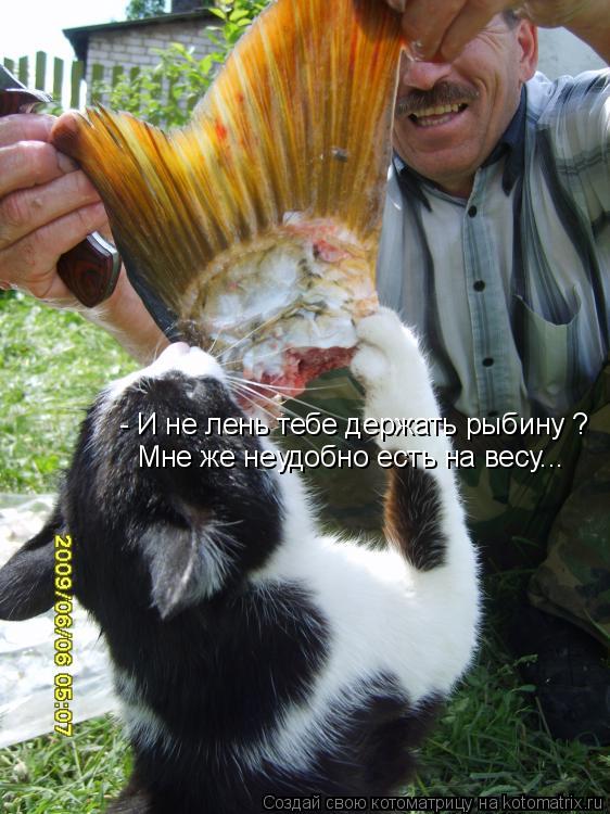 - И не лень тебе держать рыбину ? Мне же неудобно есть на весу...... Котоматрица: - И не лень тебе держать рыбину ? Мне же неудобно есть на весу...