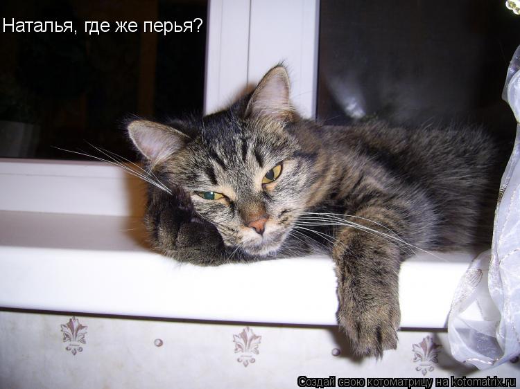 Наталья, где же перья?... Котоматрица: Наталья, где же перья?