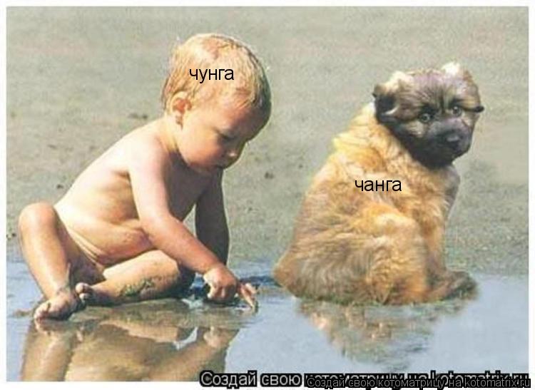 чунга чанга... Котоматрица: чунга чанга