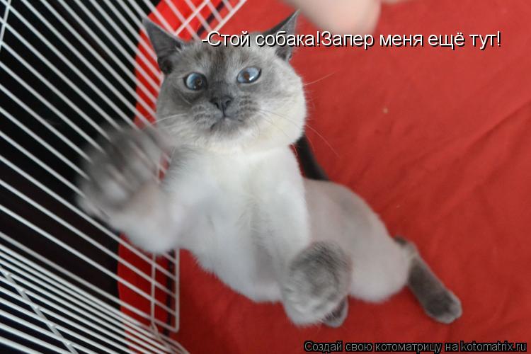 -Стой собака!Запер меня ещё тут!... Котоматрица: -Стой собака!Запер меня ещё тут!