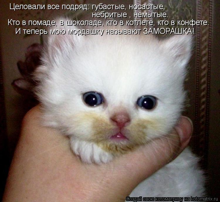 Котоматрица: Целовали все подряд: губастые, носастые, небритые , немытые. Кто в помаде, в шоколаде, кто в котлете, кто в конфете. И теперь мою мордашку назы