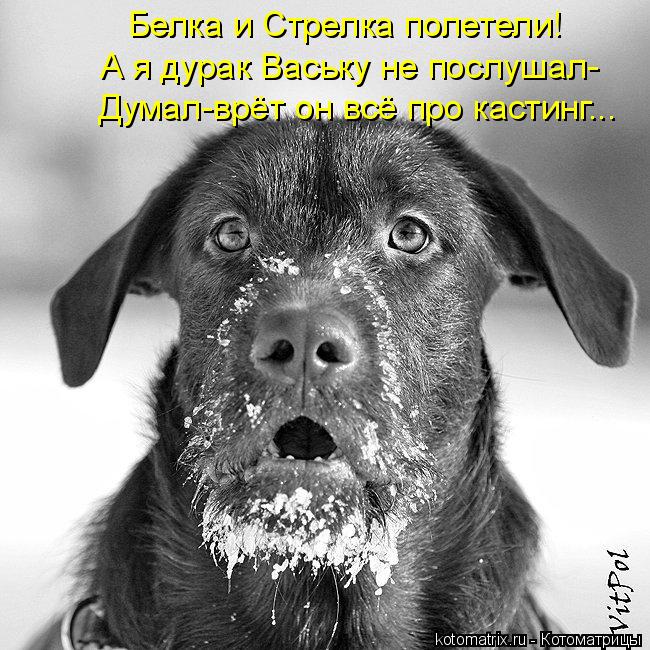 Белка и Стрелка полетели! А я дурак Ваську не послушал- Думал-врёт он всё про кастинг...... Котоматрица: Белка и Стрелка полетели! А я дурак Ваську не послушал- Думал-врёт он всё про кастинг...