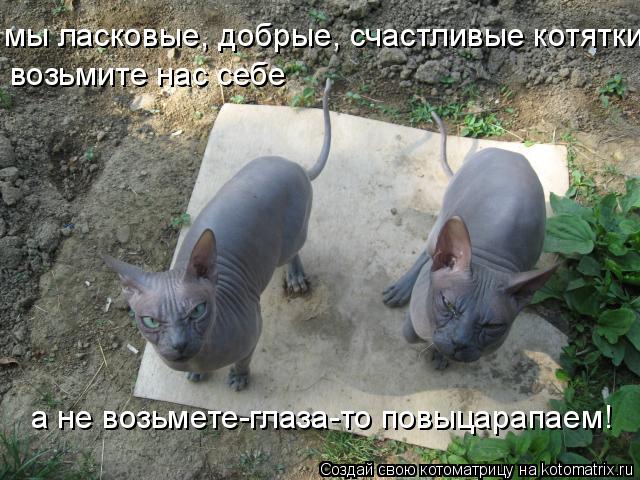 Котоматрица: мы ласковые, добрые, счастливые котятки возьмите нас себе а не возьмете-глаза-то повыцарапаем!