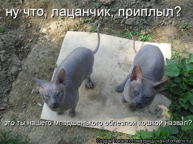 Котоматрица: ну что, пацанчик, приплыл? это ты нашего младшенького облезлой кошкой назвал?