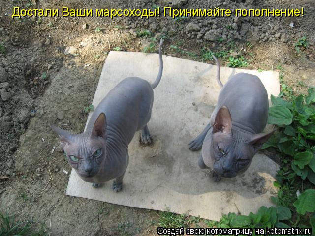 Котоматрица: Достали Ваши марсоходы! Принимайте пополнение!