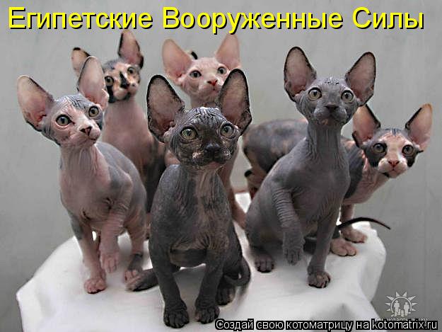 Котоматрица: Египетские Вооруженные Силы