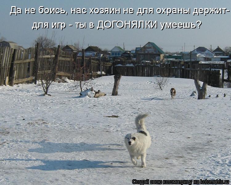 Да не боись, нас хозяин не для охраны держит- для игр - ты в ДОГОНЯЛКИ умеешь?... Котоматрица: Да не боись, нас хозяин не для охраны держит- для игр - ты в ДОГОНЯЛКИ умеешь?