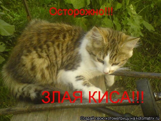 Котоматрица: Осторожно!!! ЗЛАЯ КИСА!!!